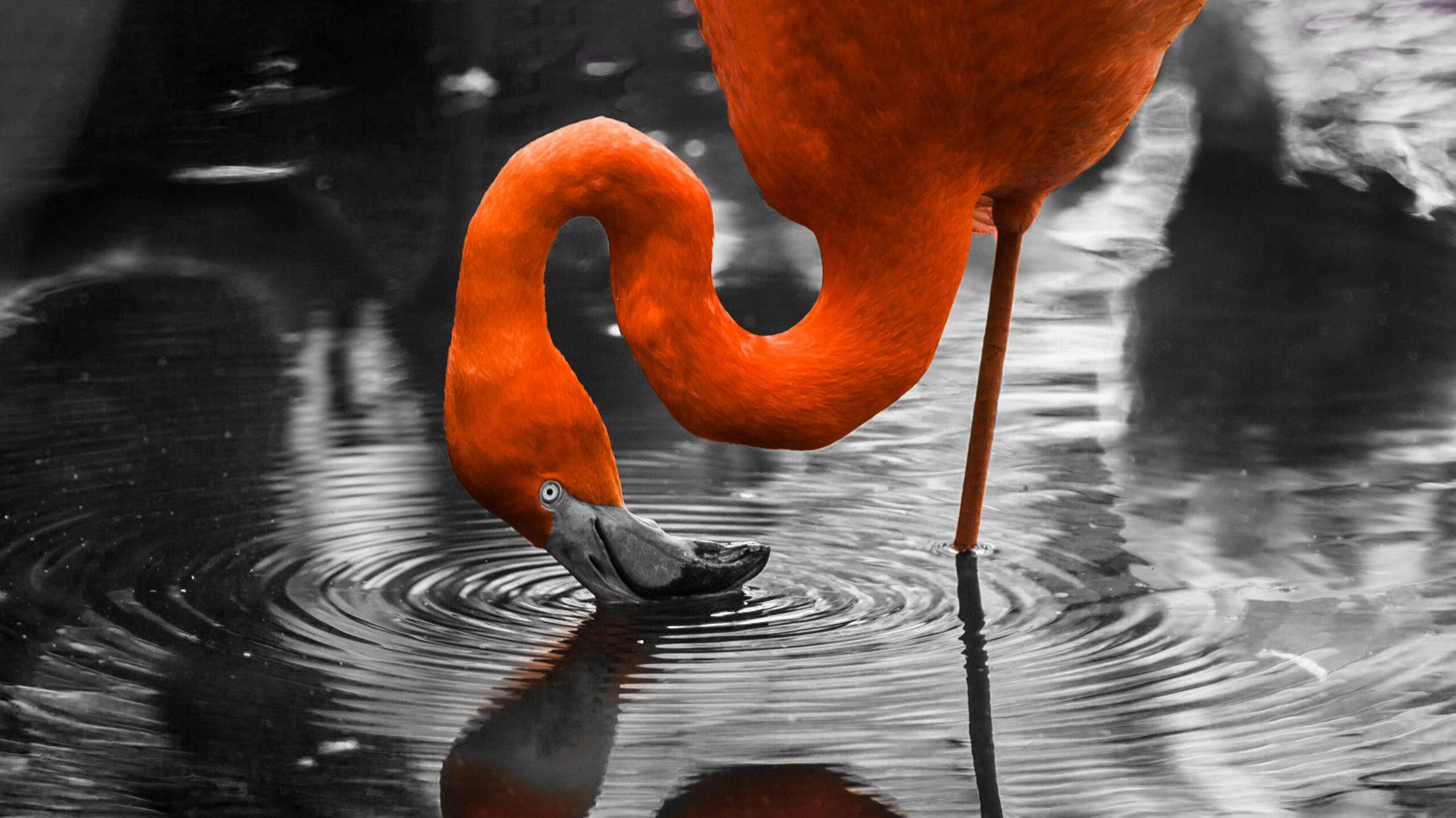 An orange flamingo with its head against the water 